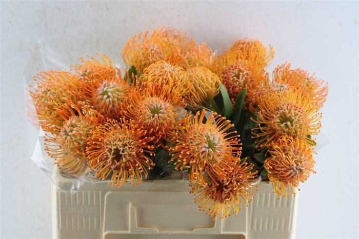 <h4>LEUCO SOLEIL</h4>