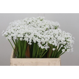 Allium Flocon