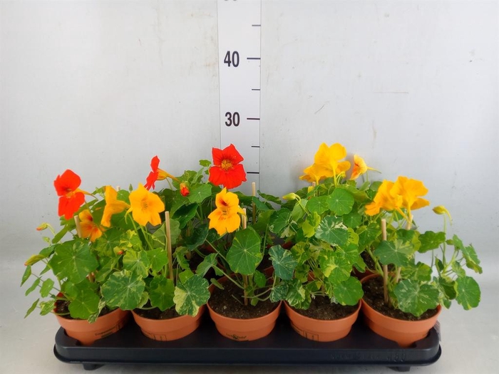 <h4>Tropaeolum majus</h4>