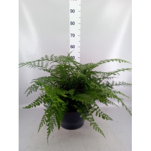 Asplenium  'Parvati'
