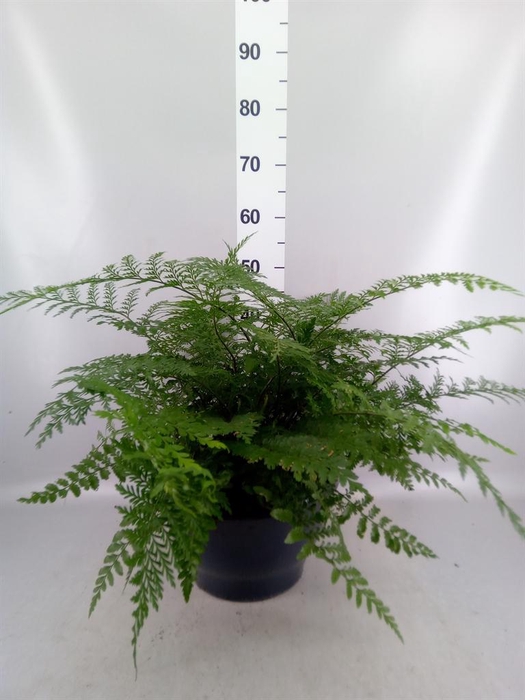 <h4>Asplenium  'Parvati'</h4>