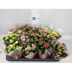 Kalanchoe blos.   ..rosebud mix  5