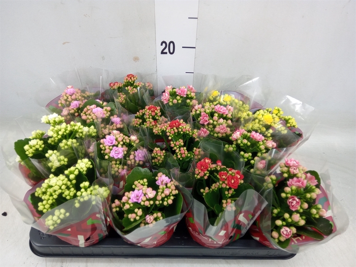 <h4>Kalanchoe blos.   ..rosebud mix  5</h4>