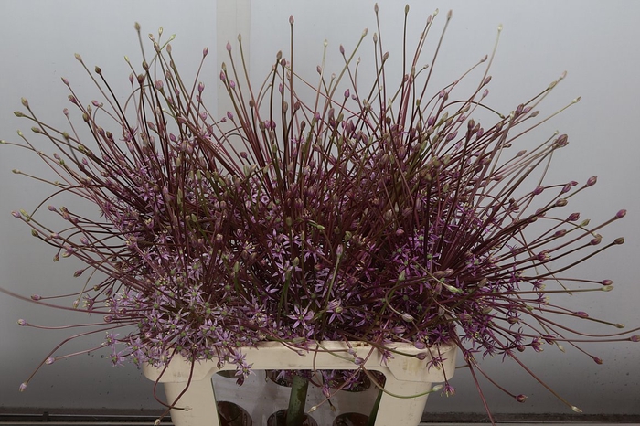 <h4>Allium Schubertii X6</h4>