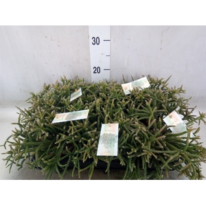 Rhipsalis baccifera subsp. horrida