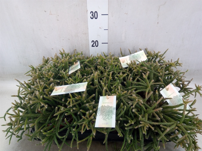 <h4>Rhipsalis baccifera subsp. horrida</h4>