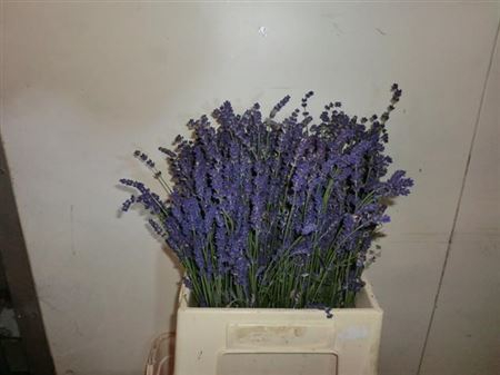 <h4>Lavandula Angust Bos</h4>