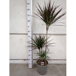 Dracaena marg. 'Magenta'