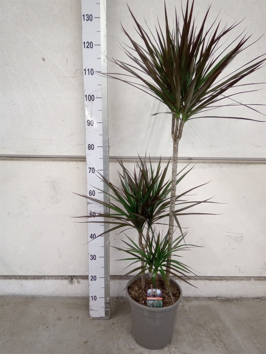 <h4>Dracaena marg. 'Magenta'</h4>