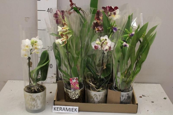 <h4>ARR KAMERPL BLOEI</h4>