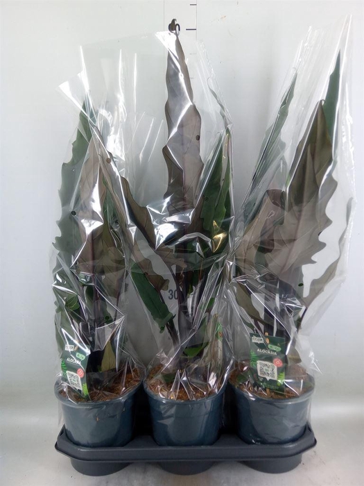 <h4>Alocasia lauterbachiana</h4>