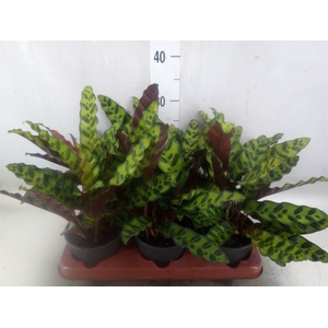Calathea lancifolia