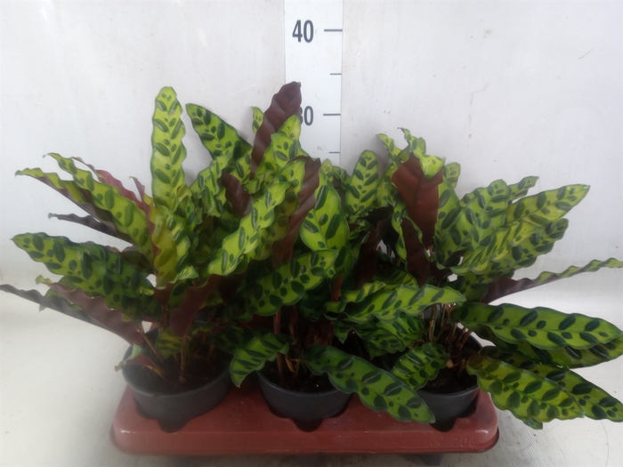 <h4>Calathea lancifolia</h4>