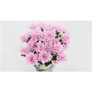 Chr T Baltica Pink