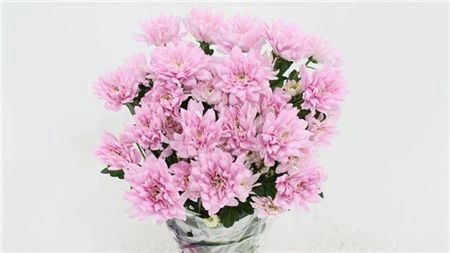 <h4>Chr T Baltica Pink</h4>