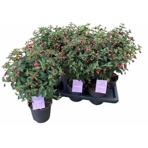 FUCHSIA B F VERA
