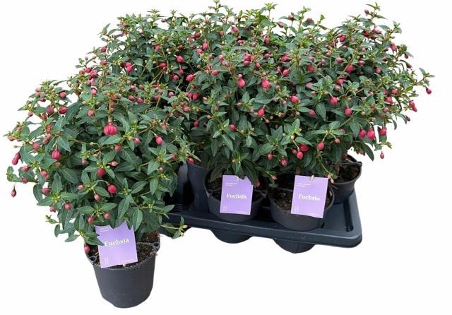 <h4>FUCHSIA B F VERA</h4>