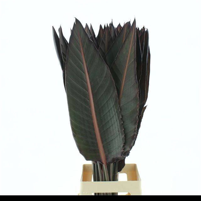 <h4>STRELIT BLAD KLB H%</h4>