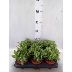 Crassula arborescens 'Curly Green'