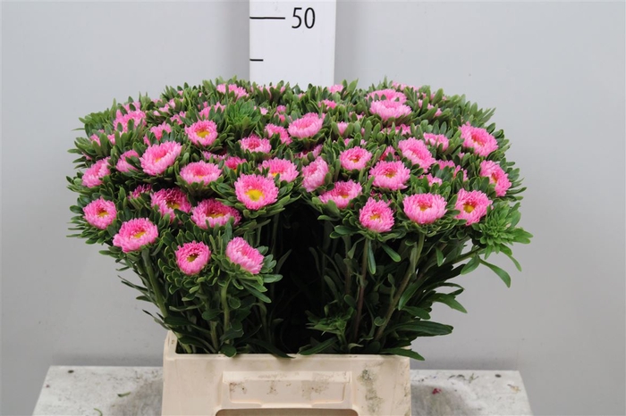 <h4>Callis Mats Pink</h4>
