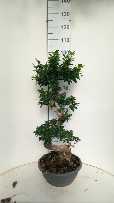 <h4>FIC MI GINSENG</h4>