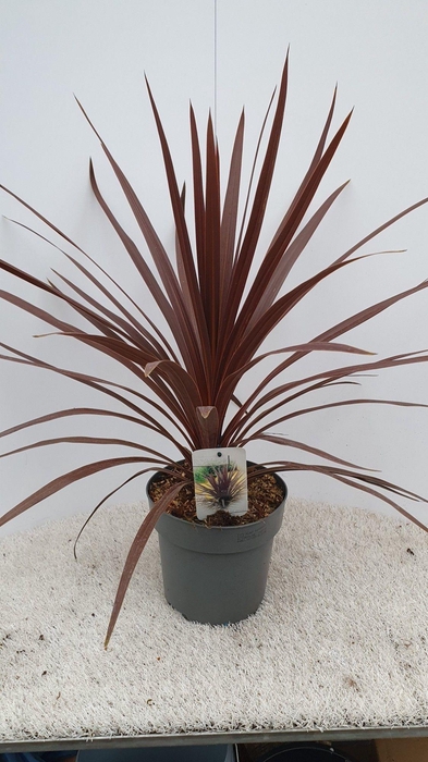 <h4>Cordyline australis "Red Star"</h4>