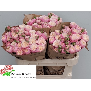 R TR ROYAL BLUSH