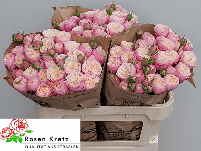 <h4>R TR ROYAL BLUSH</h4>