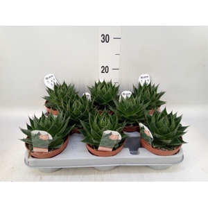 Aloe aristata 'Cosmo'