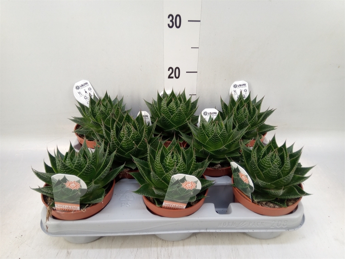 <h4>Aloe aristata 'Cosmo'</h4>