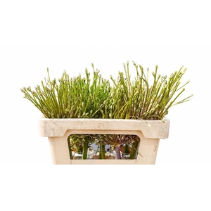 Allium Schubertii