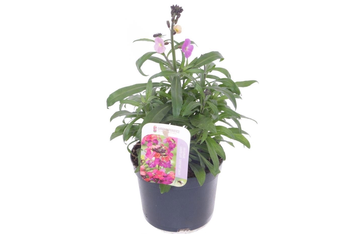 <h4>Erysimum Constant Cheer</h4>