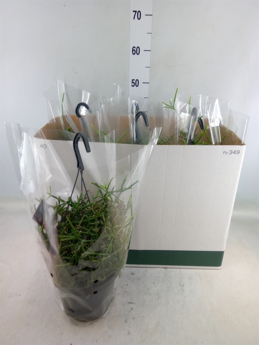 <h4>Rhipsalis burchellii</h4>