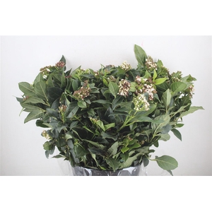 Viburnum Blooming White P Bunch