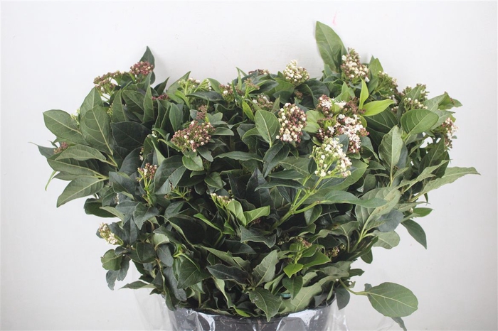 <h4>Viburnum Blooming White P Bunch</h4>