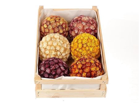 <h4>Ball Helichrysum Mix D16</h4>