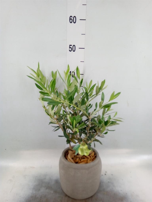 <h4>Arr.   Tuinplanten H%</h4>