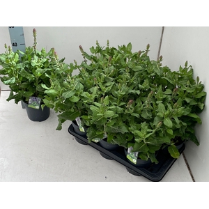 SALVIA NEMOROSA