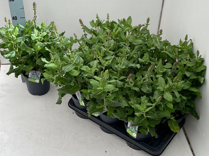 <h4>SALVIA NEMOROSA</h4>
