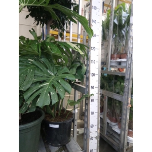 Monstera delic. 'Thai Constellatio'