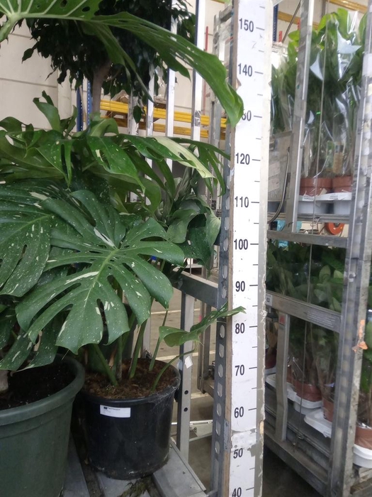 <h4>Monstera delic. 'Thai Constellatio'</h4>