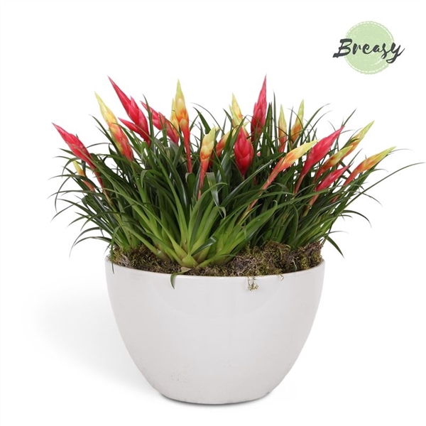 <h4>Multiflower Mix Bowl grande Panama</h4>