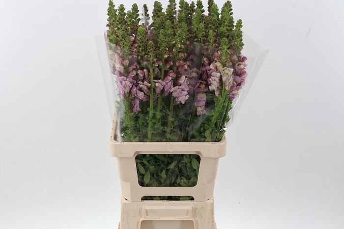 <h4>Antir Poto Lavender</h4>