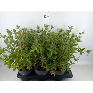 Cistus florentinus
