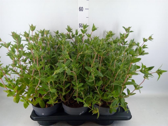 <h4>Cistus florentinus</h4>