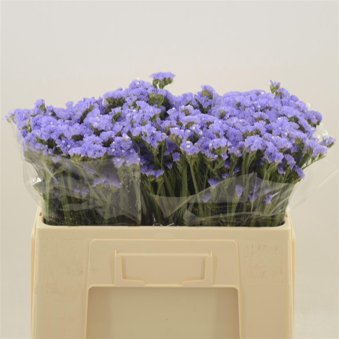 <h4>Statice Donau Birds</h4>