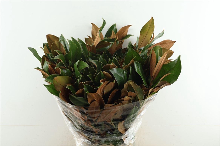 <h4>Magnolia</h4>