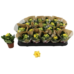 KAL GE AMARILLO YELL