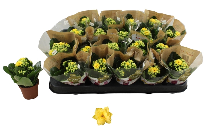 <h4>KAL GE AMARILLO YELL</h4>