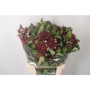 Viburnum Op Compactum Red